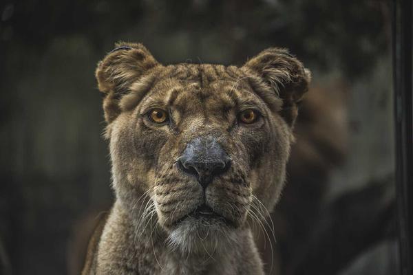 Great Lion
