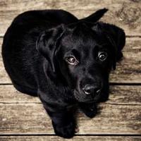 Grayscale Dog